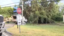 Stormy weather uproots large tree in South Miami, floods streets across Miami-Dade, Broward