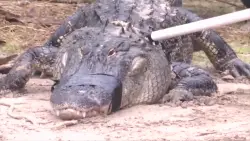 Researchers at University of Florida suggest humans are primarily responsible for alligator attacks
