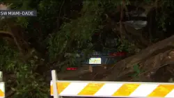 Thunderstorms knock out power, down trees in parts of Miami-Dade