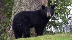 Lab tests connect black bear killed by Florida wildlife officers to fatal attack on man and his dog