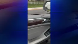 Orlando driver spots baby frog in her car, asks it not to jump at her; tiny stowaway jumps anyway